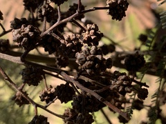 Dasineura rubiformis