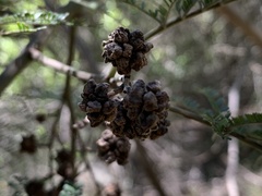 Dasineura rubiformis