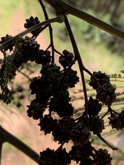 Dasineura rubiformis