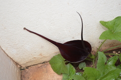 Typhonium roxburghii