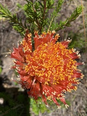 Haemanthus sanguineus