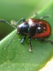 Platycorynus