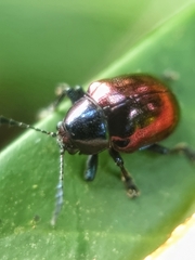 Platycorynus