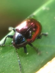 Platycorynus
