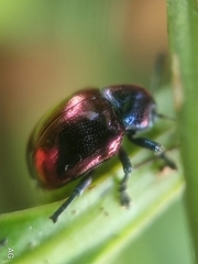 Platycorynus