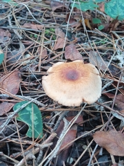 Marasmius cohaerens