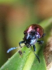 Platycorynus