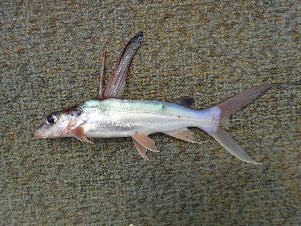 Longdorsal catfish (Chrysichthys longidorsalis) — Claroteidae