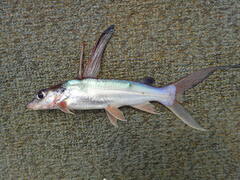 Chrysichthys longidorsalis