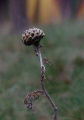 Centaurea scabiosa