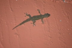 Hemidactylus platyurus