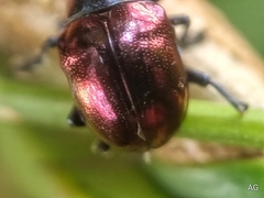Platycorynus