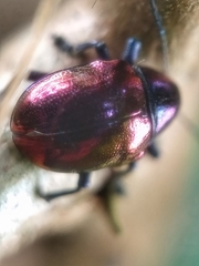 Platycorynus