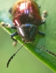 Platycorynus
