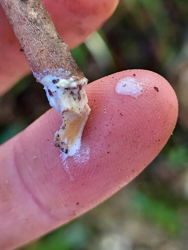 Pouteria dictyoneura ssp. fuertesii