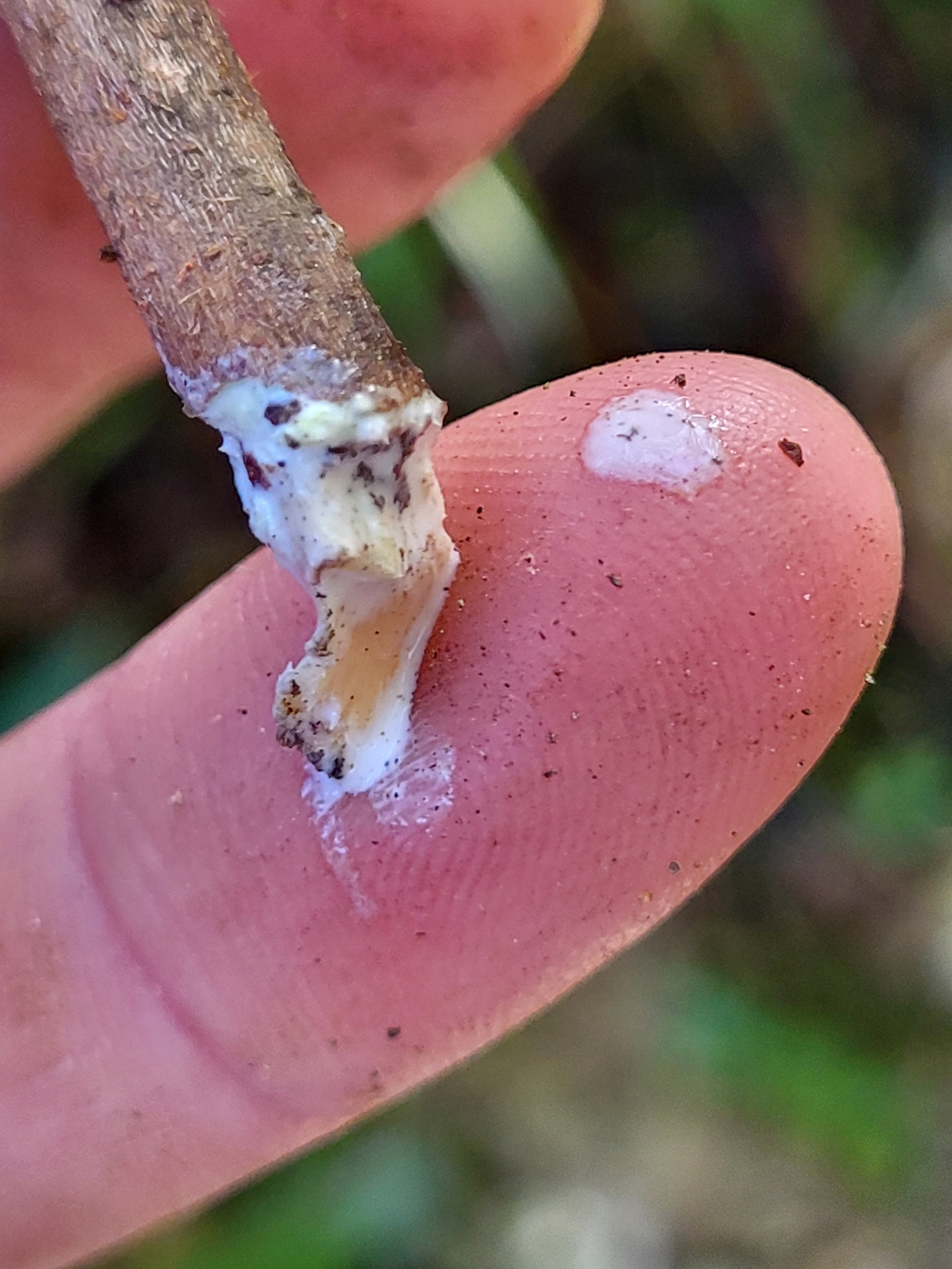 Pouteria dictyoneura ssp. fuertesii