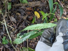 Helicia cochinchinensis