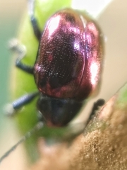Platycorynus