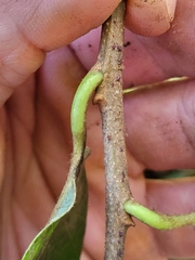 Pouteria dictyoneura fuertesii