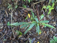 Helicia cochinchinensis