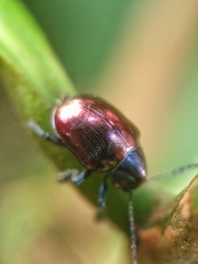 Platycorynus