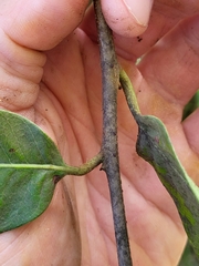 Pouteria dictyoneura fuertesii