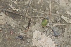 Gonatodes albogularis fuscus