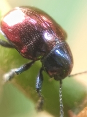 Platycorynus