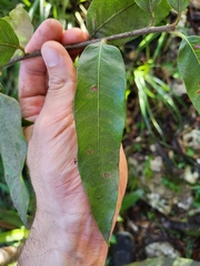 Pouteria dictyoneura fuertesii
