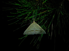 Epidesmia hypenaria