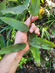 Pouteria dictyoneura fuertesii