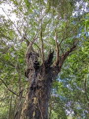 Derris trifoliata