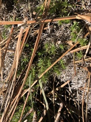 Galium andrewsii