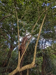 Derris trifoliata