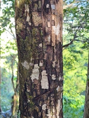 Pouteria dictyoneura fuertesii