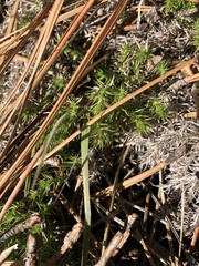 Galium andrewsii