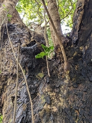 Derris trifoliata