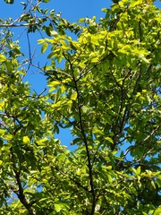 Pouteria dictyoneura fuertesii