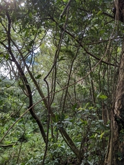 Derris trifoliata