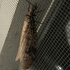 Archichauliodes guttiferus