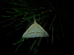 Epidesmia hypenaria