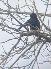 Corvus brachyrhynchos