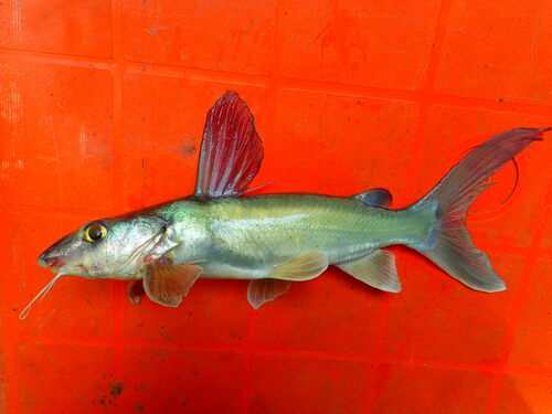 Bagrid catfish (Chrysichthys nigrodigitatus) — Claroteidae — 5