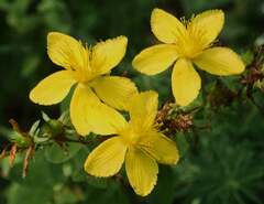 Hypericum perforatum