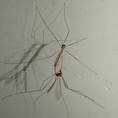 Dicranomyia