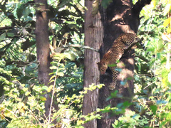 Panthera pardus fusca