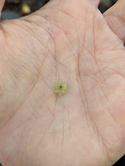 Gaultheria leucocarpa