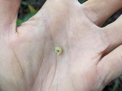 Gaultheria leucocarpa