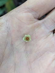 Gaultheria leucocarpa