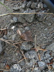 Pseudorthodes vecors